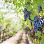 Il Sagrantino di Montefalco Il Sagrantino di Montefalco